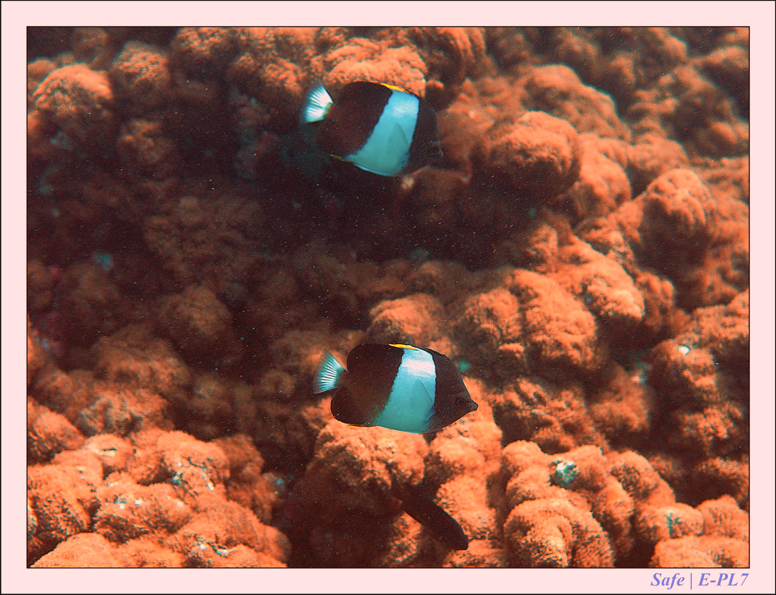 2019 - 07 - Snorkeling maldives - 05